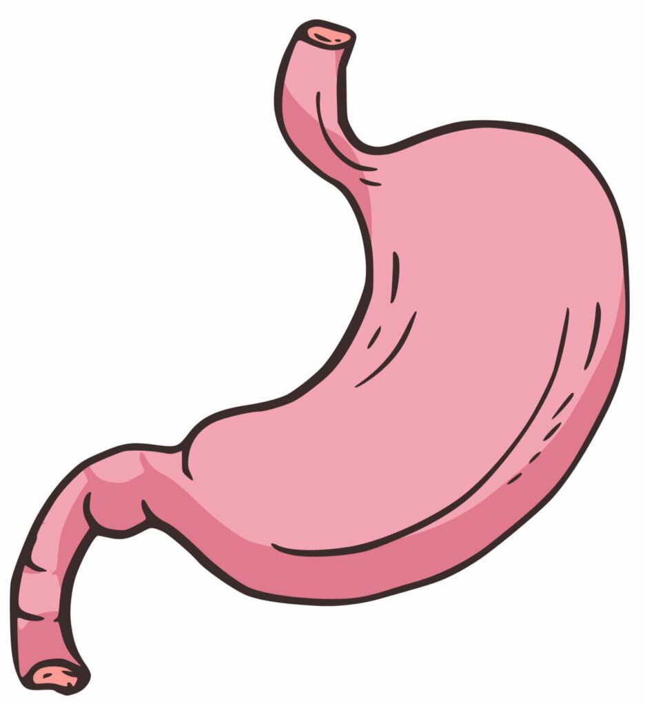 estomac sii intestin-irritable diarrhee constipation sibo microbiote dysbiose mal-au-ventre